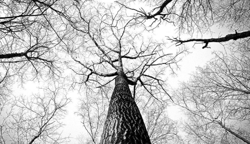 Kangaroo Island’s unique wildlife devastated in bush fires